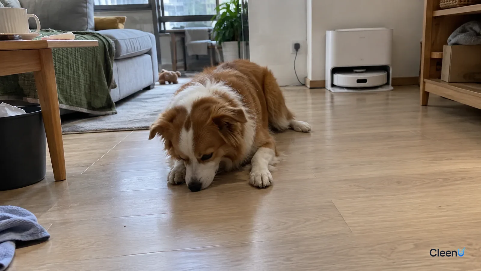 AI illustration: A dog lying on a light wood living room floor sniffing the boards, a robot mop parked in its dock in the background